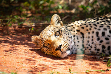 leopard lying in the sun muzzle close-up