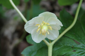 A sample of May Apple (Podophyllum Peltatum) in the Barberry family, growing in Ontario Canada. -Captured by MIROFOSS