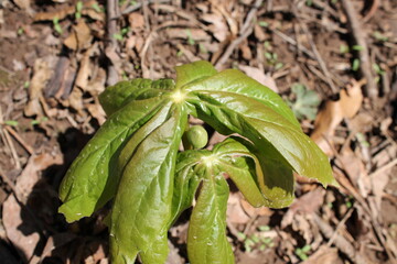 A sample of May Apple (Podophyllum Peltatum) in the Barberry family, growing in Ontario Canada. -Captured by MIROFOSS