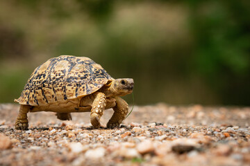 funny turtle runs fast forward