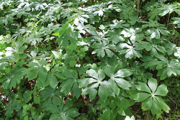 A sample of May Apple (Podophyllum Peltatum) in the Barberry family, growing in Ontario Canada. -Captured by MIROFOSS