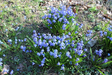 A sample of Siberian Squill (Scilla Siberica) in the Asparagus family, growing in Ontario Canada....