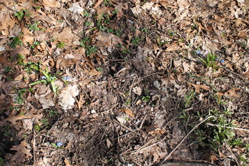 A sample of Siberian Squill (Scilla Siberica) in the Asparagus family, growing in Ontario Canada. -Captured by MIROFOSS