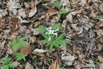 A sample of Cut-Leaf Toothwort (Cardamine Concatenata) in the Mustard family, growing in Ontario Canada. -Captured by MIROFOSS