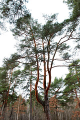 branched tall pine tree against the background of trees in the forest
