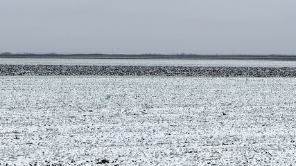 Snow-covered agricultural field under a gray winter sky, symbolizing seasonal dormancy and environmental challenges in rural landscapes