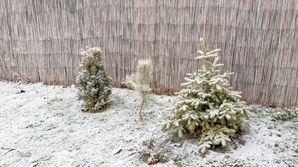 Snow-dusted small evergreen trees in a garden signify winter tranquility, suitable for...