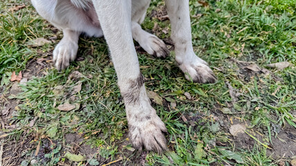 A muddy dog on green grass symbolizes outdoor adventure and pet care challenges, ideal for springtime themes