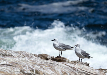 Fototapeta premium Summer vacation, Hartlaubs gull (Chroicocephalus hartlaubii). Two seagulls (Larus) couple birds stand on stone against the background of blue Atlantic ocean. Seascape, natural wallpaper, copy space