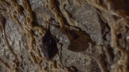 A bat clings to a rocky cave wall, illustrating wildlife behavior and environmental adaptation in natural habitats