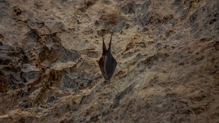 A solitary bat hangs upside down in a rocky cave, symbolizing nocturnal wildlife and Halloween themes