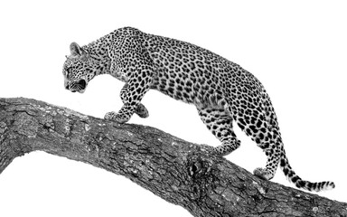 leopard on tree