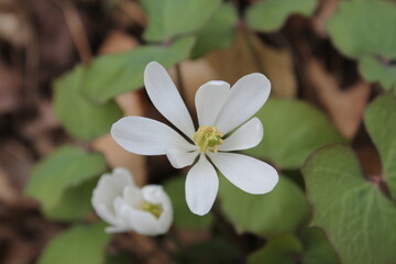 A sample of Twinleaf (Jefersonia Diphylla) in the Barberry family, growing in Ontario Canada. -Captured by MIROFOSS