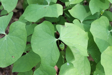 A sample of Twinleaf (Jefersonia Diphylla) in the Barberry family, growing in Ontario Canada. -Captured by MIROFOSS
