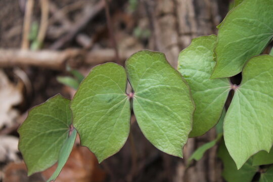 A sample of Twinleaf (Jefersonia Diphylla) in the Barberry family, growing in Ontario Canada. -Captured by MIROFOSS