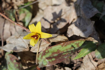 A sample of Trout Lily (Erythronium Americanum) in the Lily family, growing in Ontario Canada....