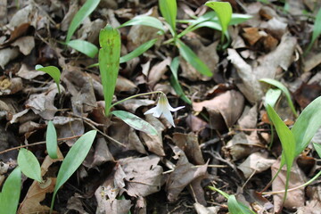 A sample of Trout Lily (Erythronium Americanum) in the Lily family, growing in Ontario Canada. -Captured by MIROFOSS