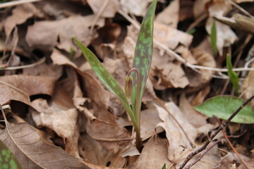 A sample of Trout Lily (Erythronium Americanum) in the Lily family, growing in Ontario Canada. -Captured by MIROFOSS