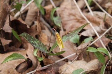 A sample of Trout Lily (Erythronium Americanum) in the Lily family, growing in Ontario Canada. -Captured by MIROFOSS