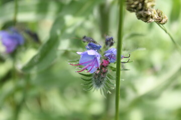 A sample of Viper's Bugloss (Echium Vulgare) in the Borage family, growing in Ontario Canada. -Captured by MIROFOSS