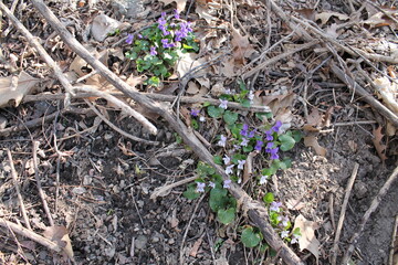 A sample of Blue Woolly Violet (Viola Sororia) in the Violet family, growing in Ontario Canada. -Captured by MIROFOSS