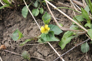 A sample of Yellow Downy Violet (Viola Pubescens) in the Violet family, growing in Ontario Canada. -Captured by MIROFOSS