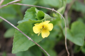 A sample of Yellow Downy Violet (Viola Pubescens) in the Violet family, growing in Ontario Canada. -Captured by MIROFOSS