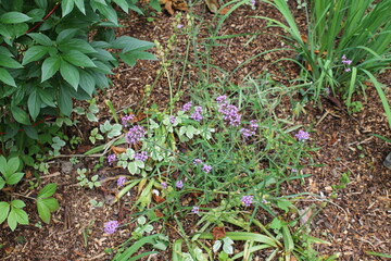 A sample of Purple Top Vervain (Verbena Bonariensis) in the Verbena family, growing in Ontario Canada. -Captured by MIROFOSS