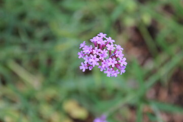 A sample of Purple Top Vervain (Verbena Bonariensis) in the Verbena family, growing in Ontario Canada. -Captured by MIROFOSS
