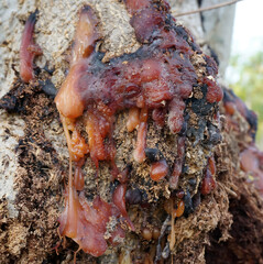 close up the solid amber resin drops on a tree