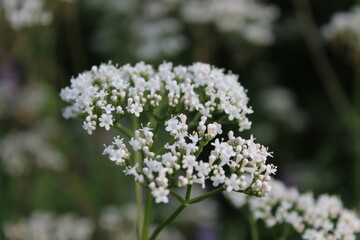 A sample of Valerian (Valeriana Officinalis) in the Honeysuckle family, growing in Ontario Canada....