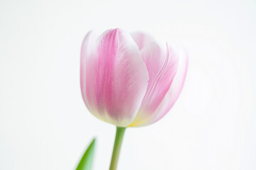 Naklejka premium Beautiful close-up of a pink tulip in bloom, elegance captured in nature photography