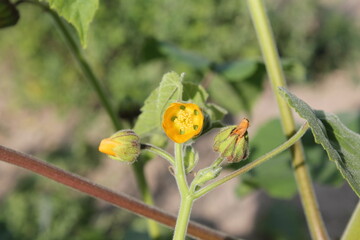 A sample of Velvetleaf (Abutilon Theophrasti) in the Mallow family, growing in Ontario Canada. -Captured by MIROFOSS