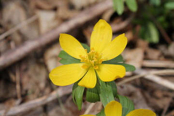 A sample of Winter Aconite (Eranthis Hyemalis) in the Buttercup family, growing in Ontario Canada. -Captured by MIROFOSS