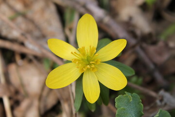 A sample of Winter Aconite (Eranthis Hyemalis) in the Buttercup family, growing in Ontario Canada. -Captured by MIROFOSS