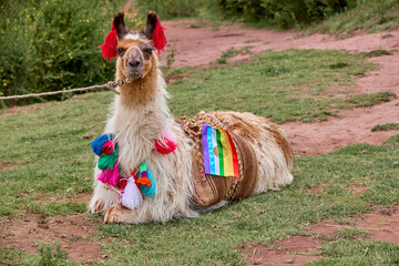 Llamas are domesticated animals that have been used by Andean cultures for centuries as pack...