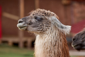 Fototapeta premium Llamas are domesticated animals that have been used by Andean cultures for centuries as pack animals and for their wool. They belong to the camelid family. Cusco Peru