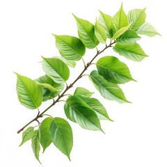 Fototapeta premium Green alder buckthorn branch displaying fresh leaves, creating minimalist botanical composition against pristine white background