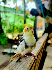 The cockatiel, also known as the weero weiro or quarrion, is a medium-sizedparrot that is a member its own branch of the cockatoo family endemic to Australia. They are prized as exotic household pets 