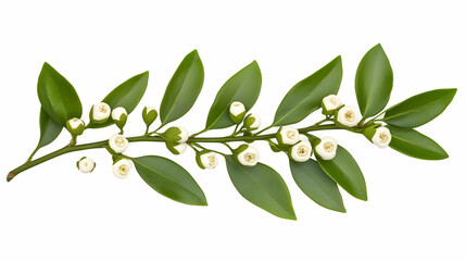 Obraz premium White flower sprig, green leaves, isolated, floral design, botanical illustration