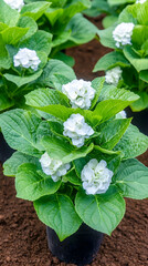 White hydrangea plants in pots, garden nursery, flower cultivation