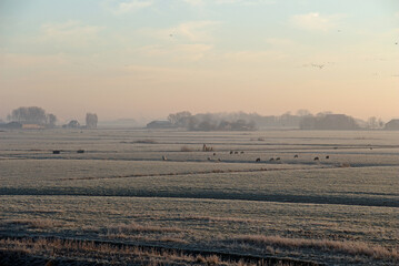morning in the winter field