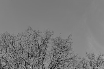 Branches from a treetop, black and white photo, copy and text space