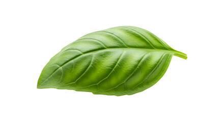 Obraz premium Fresh Basil Leaf with Smooth Edges