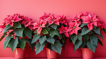 Vibrant poinsettia flowers in pots against rich red background create festive atmosphere