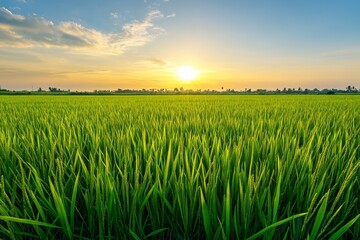 Vibrant green rice paddy field at sunset.