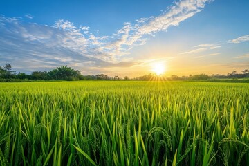 Vibrant green rice paddy field at sunrise with a clear blue sky and sun rays.