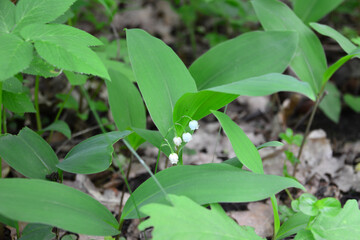 a plant of the may lily with green leaves and white flowers  