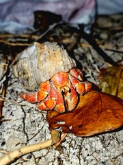 Triplofusus giganteus, commonly known as the Florida horse conch, or the giant horse conch, is a species of extremely large predatory subtropical and tropical sea snail, a marine gastropod mollusc in 