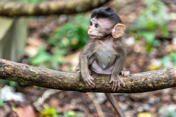 Little monkey in Angkor Wat, Cambodia